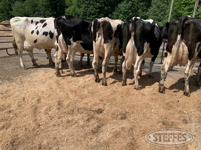 (6 Head) Holstein cows